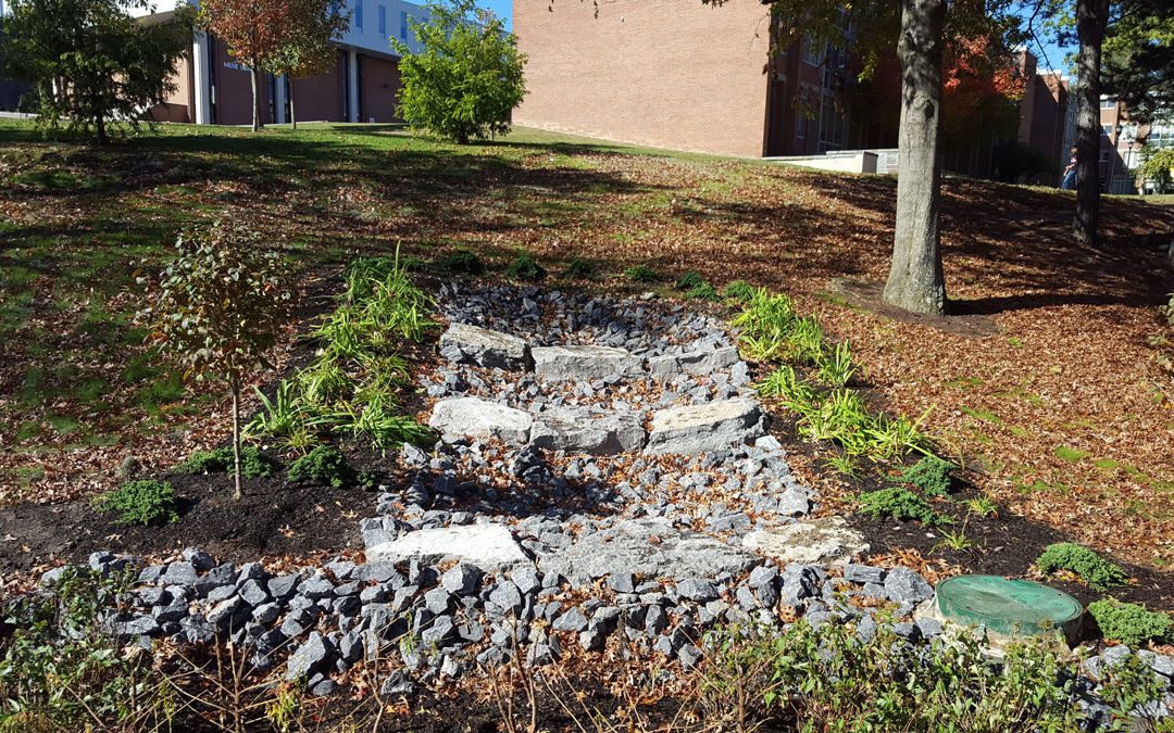 SUNY Stormwater Plantings